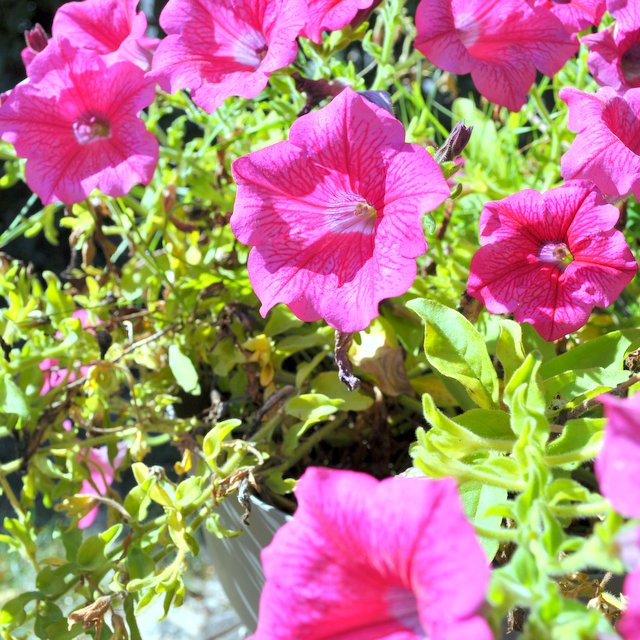 Fleurs du jardin