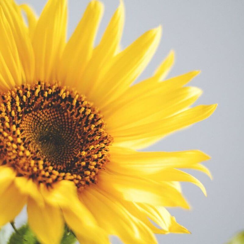 tournesol