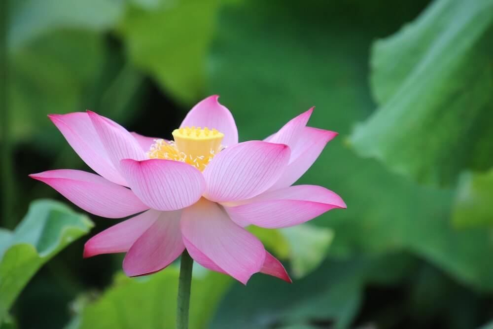 Fleur de lotus inspirant mon châle au crochet