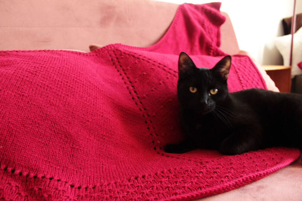 Un joli chat sur le châle EssenCiel, patron de tricot