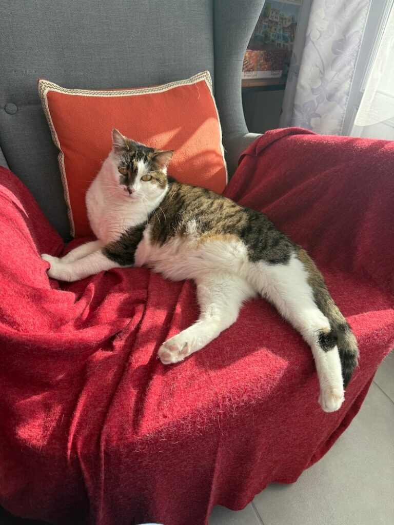 Nova, ma chatte venant du refuge Déli'cat de Montivilliers