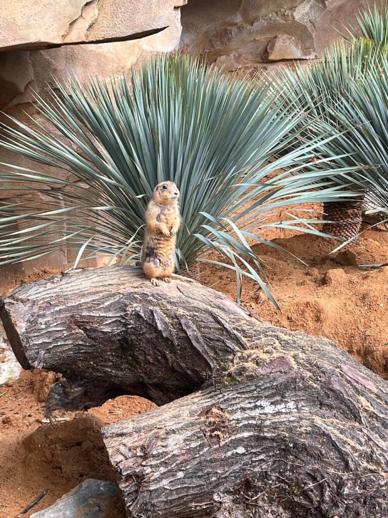 Journée au zoo de beauval en vacances