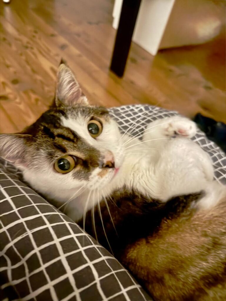 ma chatte nova, inspiratrice du nom du châle au crochet