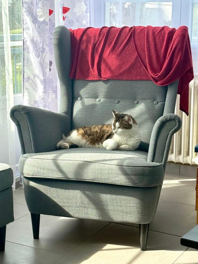 ma chatte nova, inspiratrice du nom du châle au crochet
